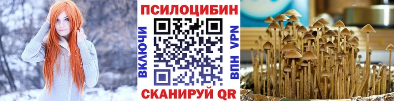 закладка Волосово Псилоцибиновые грибы Cubensis